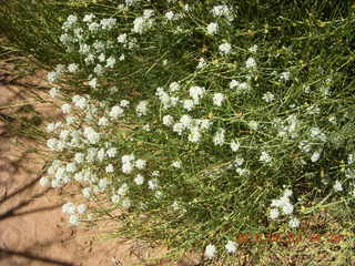 251 773. Negro Bill hike