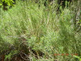 257 773. Negro Bill hike