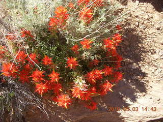 268 773. Negro Bill hike - flowers