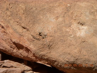 276 773. Negro Bill hike - lichens