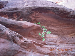 30 774. Canyonlands Lathrop Trail hike