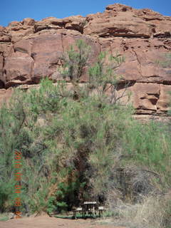 63 774. Canyonlands Lathrop Trail hike - picnic tables