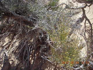 162 774. Canyonlands Lathrop Trail hike - plants