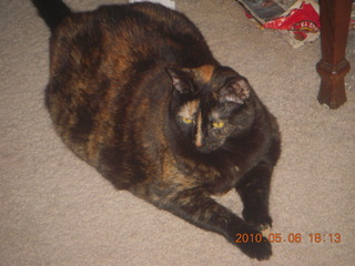 92 776. Maria, my cat, happy I'm home - (cat)