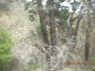drive up Mt. Graham