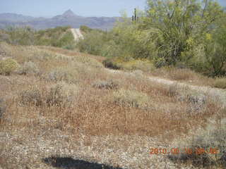Alamo Lake run