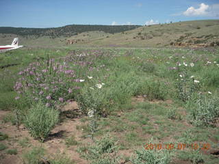 New Mexico back-country trip - N4372J after the accident - flowers
