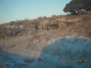 212 7ds. Moab trip - drive from Needles - mule deer
