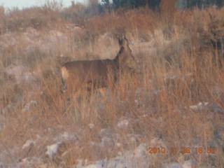 214 7ds. Moab trip - drive from Needles - mule deer