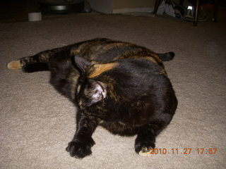 302 7dt. Moab trip - Maria, my cat, waiting when I got home