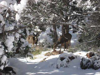 127 7f1. Zion National Park trip - Sheri's pictures