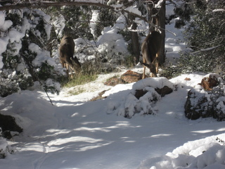 128 7f1. Zion National Park trip - Sheri's pictures