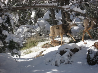 132 7f1. Zion National Park trip - Sheri's pictures