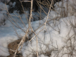 239 7f1. Zion National Park trip - Sheri's pictures