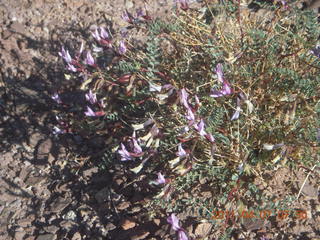 42 7j7. Canyonlands Lathrop hike/run