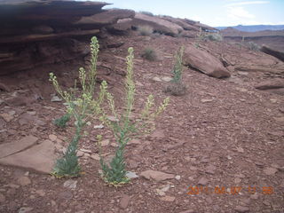169 7j7. Canyonlands Lathrop hike/run