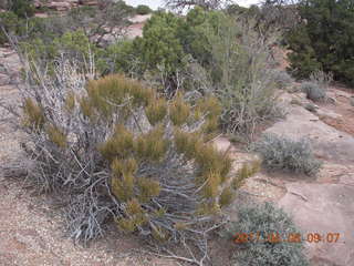 71 7j8. Anticline Overlook - flora
