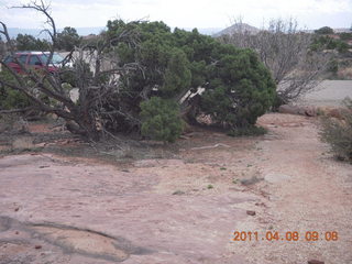 74 7j8. Anticline Overlook - flora