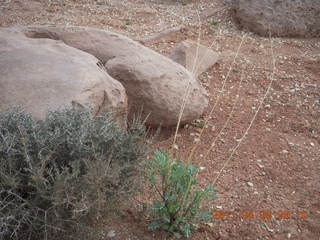 76 7j8. Anticline Overlook - flora