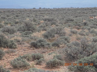 89 7j8. dirt road drive from Anticline Overlook - deer