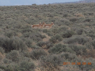 93 7j8. dirt road drive from Anticline Overlook - deer