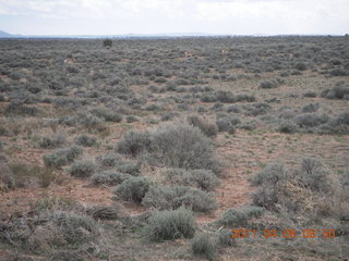 96 7j8. dirt road drive from Anticline Overlook - deer