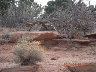 115 7j8. Needles Overlook flora