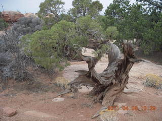 117 7j8. Needles Overlook flora