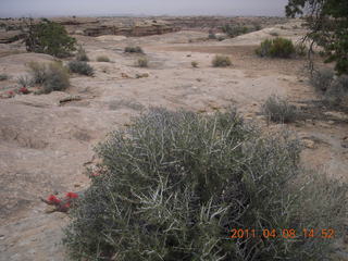 234 7j8. Canyonlands Needles Slickrock hike
