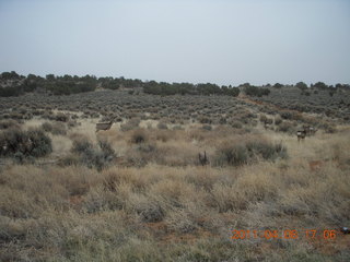 308 7j8. drive from Needles back to Moab - mule deer