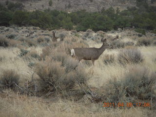 320 7j8. drive from Needles back to Moab - mule deer