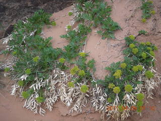 35 7j9. Arches Devil's Garden hike - flora