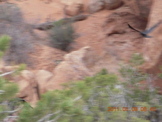 78 7j9. Arches Devil's Garden hike - blurry with raven in flight