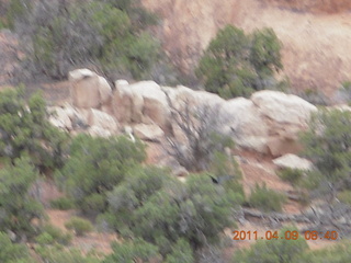 79 7j9. Arches Devil's Garden hike - blurry with raven in flight