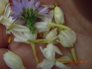 35 7kp. India - Puducherry (Pondicherry) - Randeep's wedding - flowers