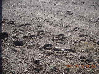 28 7qa. Cedar Mountain airstrip run - animal prints