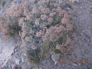 33 7qb. Canyonlands National Park - Lathrop trail hike