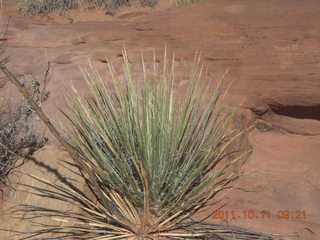 69 7qb. Canyonlands National Park - Lathrop trail hike - plant