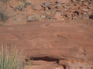 70 7qb. Canyonlands National Park - Lathrop trail hike - lizard
