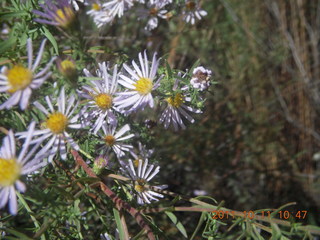 109 7qb. Canyonlands National Park - Lathrop trail hike - flowers