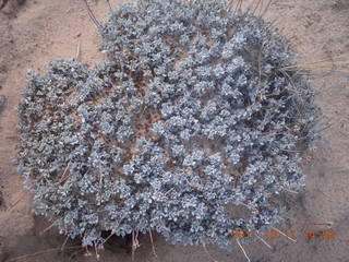 213 7qb. Canyonlands National Park - Lathrop trail hike - plant