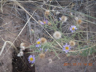 214 7qb. Canyonlands National Park - Lathrop trail hike - plant
