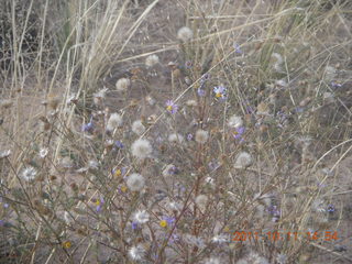 218 7qb. Canyonlands National Park - Lathrop trail hike - plant