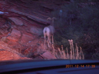 181 7se. Zion National Park - big horn sheep at dusk