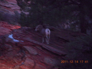 185 7se. Zion National Park - big horned sheep at dusk