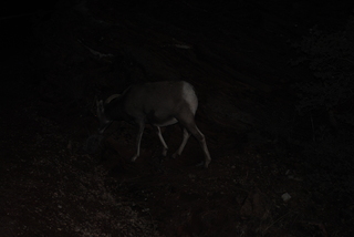 191 7se. Zion National Park - big horned sheep at dusk