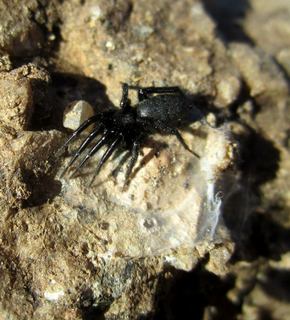 McDowell-Sonoran Challenge - spider