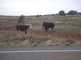 154 7ww. cows at Canyonlands