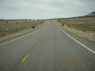 156 7ww. cows at Canyonlands