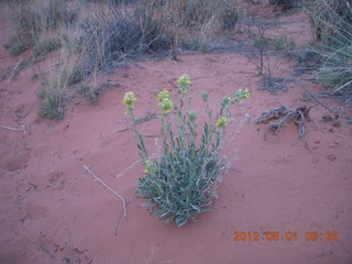 13 7x1. Canyonlands Murphy hike
